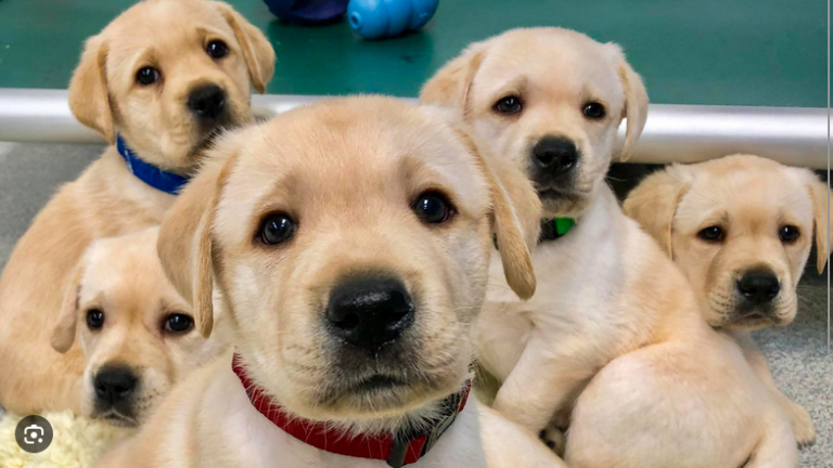 Dog Poop Pickup in Saline, Michigan